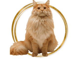 КОШКИ